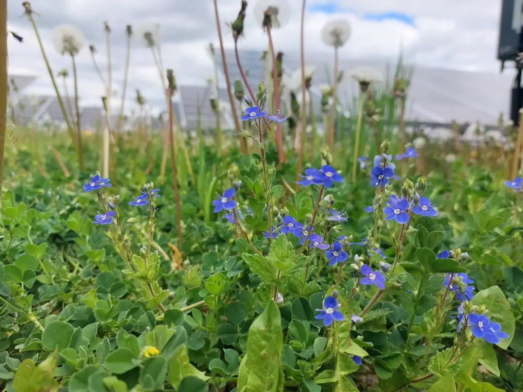 Studie Solarparks und Artenvielfalt