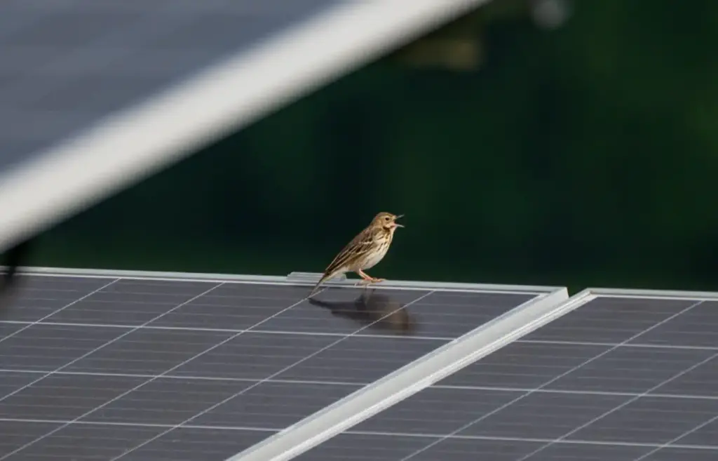 Baumpieper im Solarpark Effenricht
