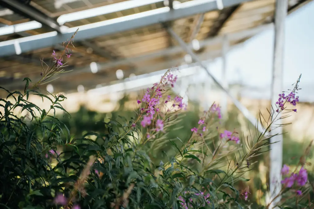 Weidenröschen im Solarpark Woernitzhofen