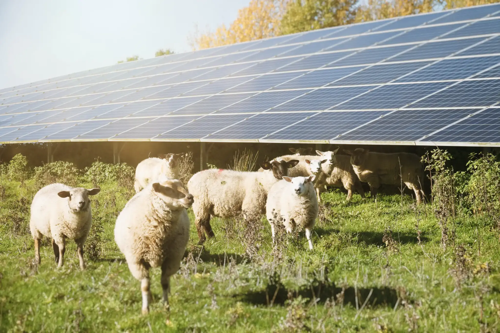 Schafbeweidung im Solarpark